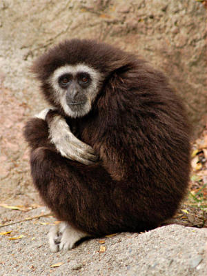 g3/04/451004/3/56240109.Gibbon01.jpg