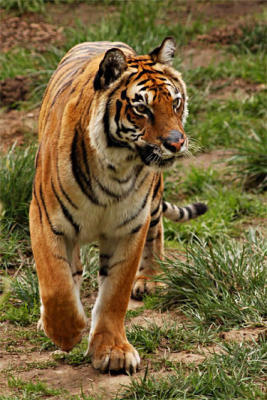 g3/04/451004/3/56240137.Tiger07.jpg