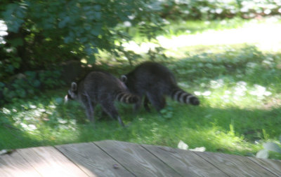 Twin Peeks