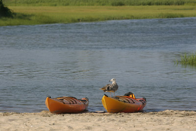 Beach Scene