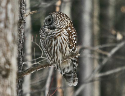 Barred Owl