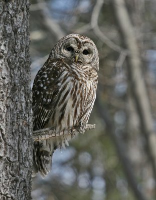Barred Owl
