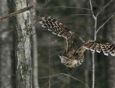 Barred Owl