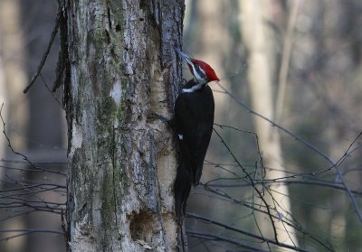 Pileated Woodpecker