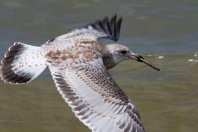 Gulls Attack #