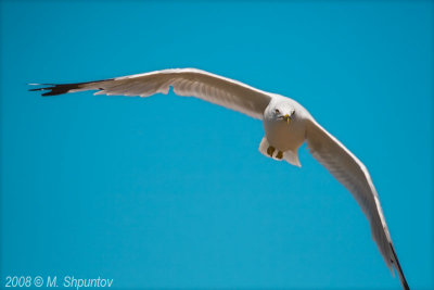 Gulls Attack #