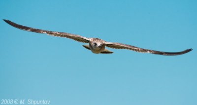 Gulls Attack #