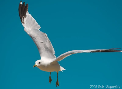 Gulls Attack #