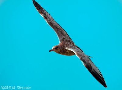 Gulls Attack #