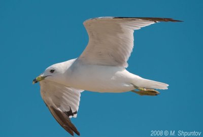 Gulls Attack #