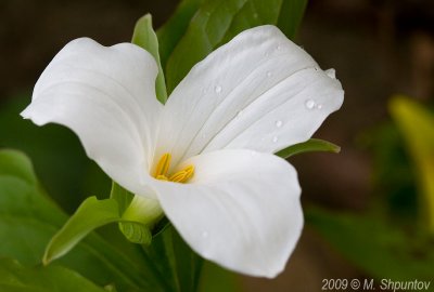 Trillium, Toronto Botanical Gardens