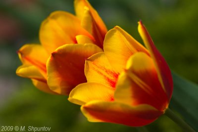 Tulips in a Wind, Toronto Botanical Gardens