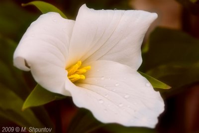 Toronto Botanical Gardens