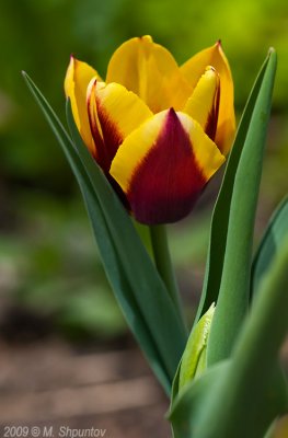 Toronto Botanical Gardens