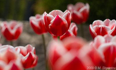 Tulips. Toronto Botanical Gardens