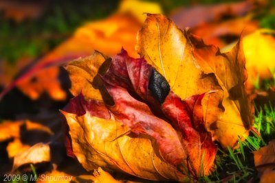 Autumn Leaves Fallen Leafs