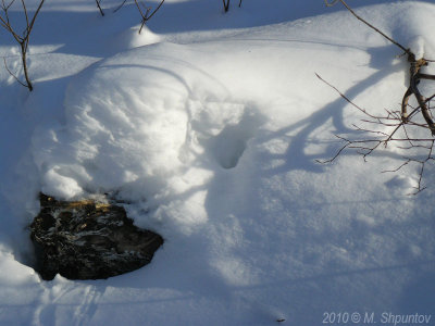 Covered by Snow