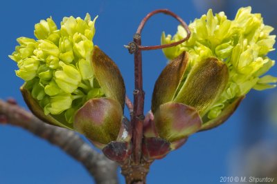 Maple Buds