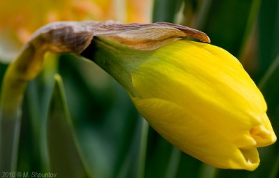 Daffodil (Narcissus) Bulb