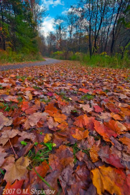 Wide Angle Leaves  - Sunnybrook Park