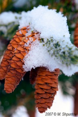 Pine Cones Under First Snow