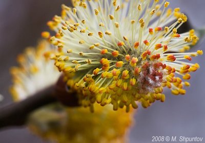 Spring Blossom