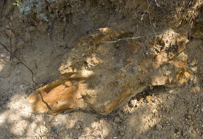 Rhino skull almost excavated. Which species??