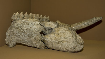 Mandable of Hippopotamus in the Museum of Ptolemaida