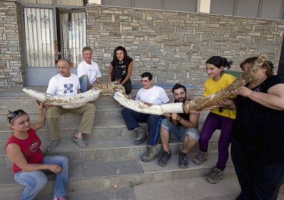 The restored tusks attached to the skull fragment of the Elephant of Kaloneri