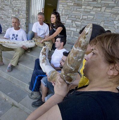 The restored tusks attached to the skull fragment of the Elephant of Kaloneri