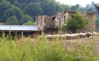 Old Milia is now occupied by sheep