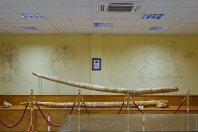 The 5.02 meter long tusks of a Mastodon