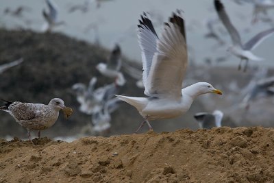IMG_4103.jpg