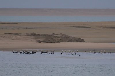 Zeehonden op het nieuwe land