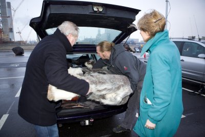 Zaterdagochtend vroeg wordt de Sabeltandkat uitgeladen