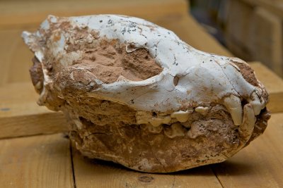 Een fossiele schedel van een hyena (Hyaenidae)