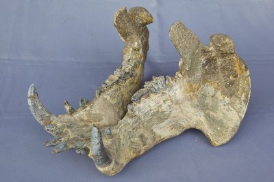 Hexaprotodon sivalensis