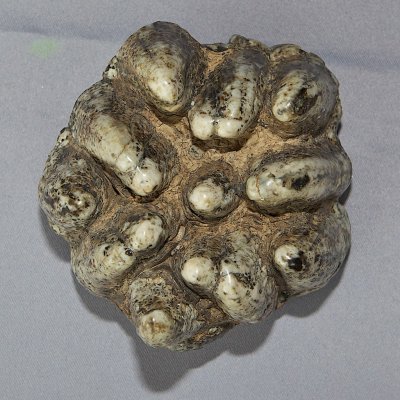 Cryptomastodon (supernumerary molar)
