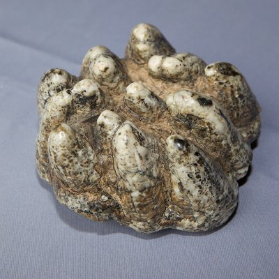 Cryptomastodon (supernumerary molar)