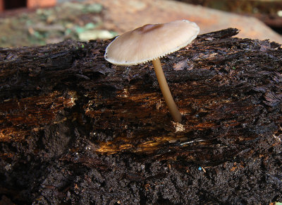 Mushroom from an old sleeper
