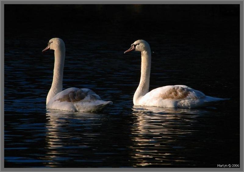 DSC_4272.jpg  Swan.jpg