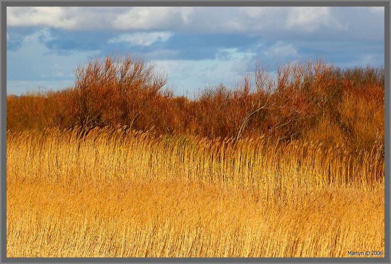 DSC_4739.jpg Southport marsh.jpg