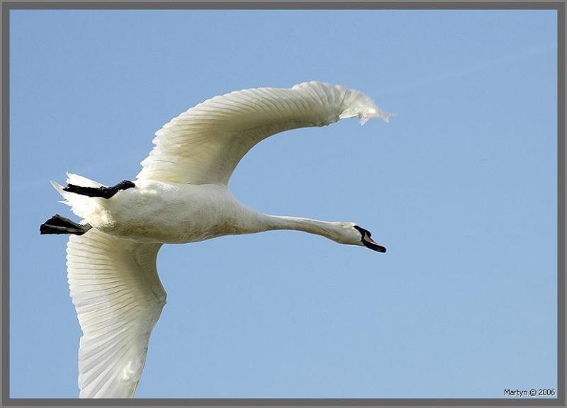 _DSC5149.jpg Swan landing 2.jpg 2a.jpg