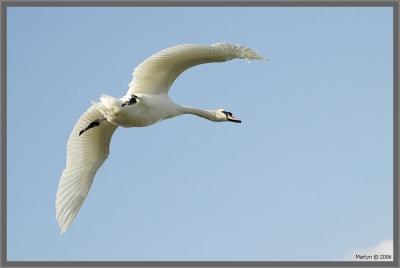 _DSC5150.jpg swan landing 3.jpg 3a.jpg