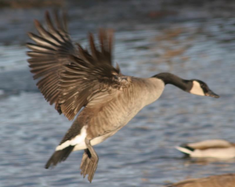 Landing Flutter