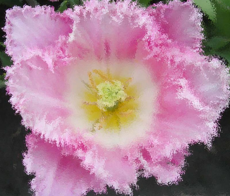 Pink Fuzzy Flower