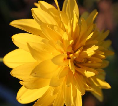 Flower Reflecting Evening Light