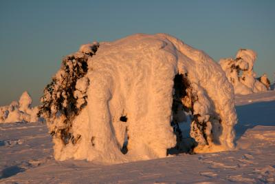 SnowTreeMonster