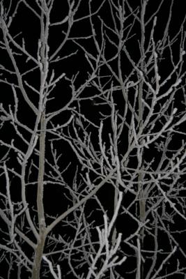 Night Tree Frost