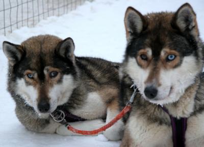 2 Sled Dogs Blurred